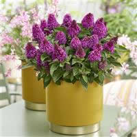 Red Buddleia